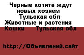 Черные котята ждут новых хозяем - Тульская обл. Животные и растения » Кошки   . Тульская обл.